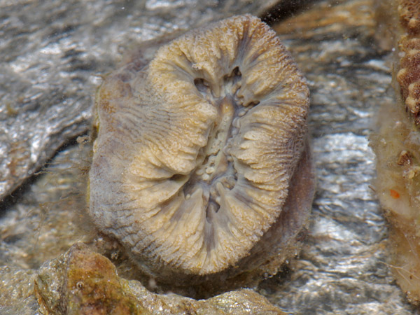 Balanophyllia europaea  Mar Egeo, 06.2011